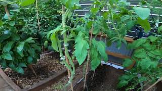 Greenhouse in the snow Ingleside Ontario  Update July 7th 2024 [upl. by Tarttan]