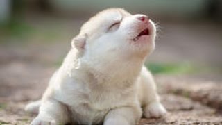 Cute Puppies Howling Compilation 2016 Cuteness Overload [upl. by Aires]