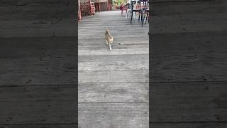 The adorable kitten live in resort cat cute catlover viralvideo straycat shorts [upl. by Solomon629]