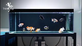 Setting up my NEW GOLDFISH TANK  Part 2 Adding New Fish 兰寿金鱼入缸 [upl. by Ruthy]