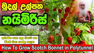 ආරක්ෂිත ගෘහ තුළ නයිමිරිස් වගාව  How to grow Scotch Bonnet in polytunnel  Nayi Miris [upl. by Aliam]