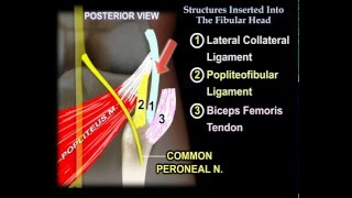 Structures Inserted Into The Fibular Head  Everything You Need To Know  Dr Nabil Ebraheim [upl. by Ahsitnauq132]