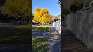 yellow trees Autumn 🍁 in new Zealand 😀❄️🇳🇿😍 best travel destinations New Zealand life 🇳🇿 [upl. by Twyla955]