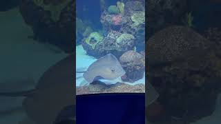 Huge Stingray Cruising Around In Dive With Sharks Tank  Wonders Of Wildlife Aquarium [upl. by Eylloh]