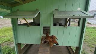 New ChickenGuard 2023 door install [upl. by Ermentrude]