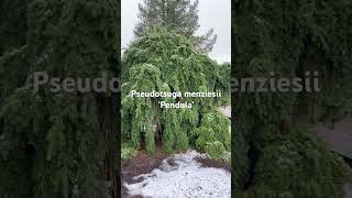 The monster Pseudotsuga menziesii ‘Pendula’ conifer rareplants gardening [upl. by Nollid467]