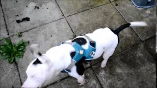 Staffordshire Bull Terrier testing Ruffwear Front Range Harness [upl. by Mirielle]