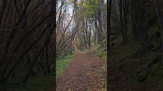 Bosque Fueguino argentina ushuaia findelmundo turismoargentina traveling [upl. by Karolina]