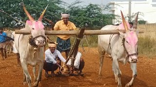 Big size dheshiya Seema bulls video  Pattikonda Market videos [upl. by Buke]