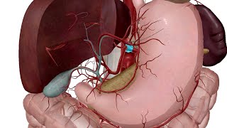 anatomie et vascularisation de lestomac [upl. by Hardigg900]