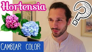 🟣 ¿Cómo CAMBIAR el color de las FLORES de las HORTENSIAS 🔵 Cómo cuidar Hortensias en MACETA 🌱 [upl. by Doretta]