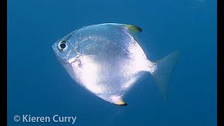 Diamondfish  Monodactylus argenteus [upl. by Ahilam]