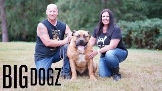 Barbarian Boerboels – The 200lb ‘Dogs Of War’  BIG DOGZ [upl. by Lehplar]