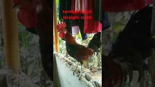 straight comb chicken fowls [upl. by Sparkie779]