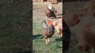 Hen comedy video [upl. by Namajneb]