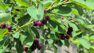 Harvesting serviceberry and planting eggplants [upl. by Aisan33]