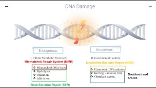 DNA Repair Mechanisms Part 1 [upl. by Ocsirf]