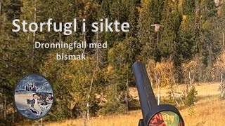 Skogsfugljakt med stående fuglehund  dronningfall med bismak [upl. by Edda]