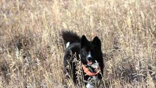 RunningBearDogs Mieli the flying Karelian Bear Dog [upl. by Efar107]