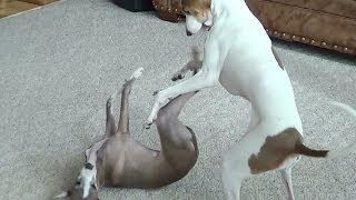 How Italian Greyhounds Play with each other  romper ninjas [upl. by Ymorej]