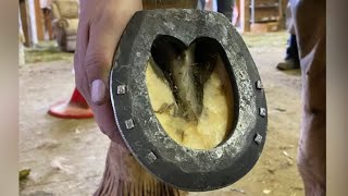 FORGED HORSESHOE for horse with RINGBONE [upl. by Enilehcim]