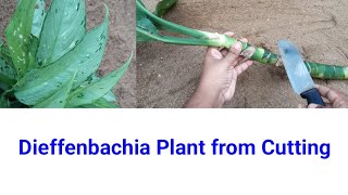 Dieffenbachia Plant Propagation from cutting  dumb cane propagation [upl. by Ehsiom830]