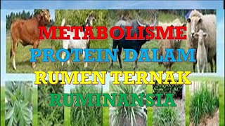 METABOLISME PROTEIN DALAM RUMEN TERNAK RUMINANSIA [upl. by Hazlip]