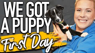 Your Complete First Day Home Puppy Training Schedule [upl. by Marne202]