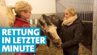 Yvonne rettet sechs Pferde vor dem Verhungern [upl. by Bergstrom]