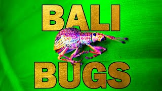 BALI BUGS 🐞 Bali Wildlife Documentary 2022 4k [upl. by Ykciv]