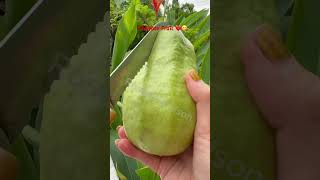 Yummy fruit shape chayote\Fruit guavafruit sweetfruit yummy asmr shortvideo [upl. by Canice865]