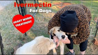 Save A Dogs life And Save Money Ivermectin For Dogs [upl. by Ahsiem]