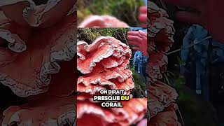 Cet Homme a Découvert un Étrange Champignon en Pleine Forêt  étrange champignon énorme forêt [upl. by Ardnoed]