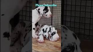 cute Dalmatian puppy puppy [upl. by Swan]