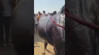 Horse dance short video [upl. by Fred]