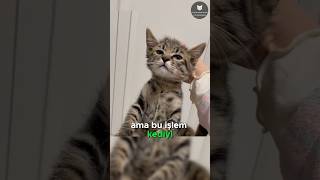 Kedilerin Hareketsiz Bırakan Düğme 🐈👆😱 [upl. by Orvil]