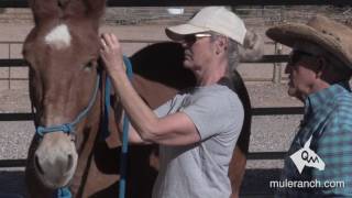 Properly Installing and Adjusting A Halter On Your Mule [upl. by Acirahs]