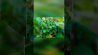 medicinalplants medicinalbenefits botanywithyoutube botanist plants naturelovers ytshort [upl. by Eimia484]