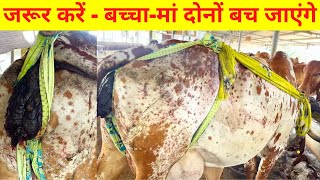 Prolapse Problem Ayurvedic Treatment  गाय का बेला बहार आये तो सबसे अच्छा और फ्री देसी इलाज [upl. by Weight198]