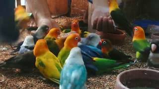 African Lovebirds Colony Feeding Time [upl. by Robert]