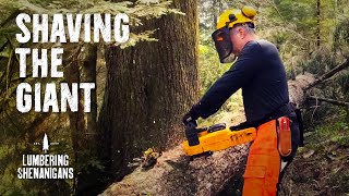 Limbing the Giant Windblown Hemlock [upl. by Gombach]