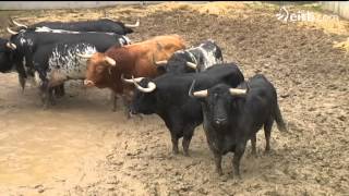 Ya han llegado los toros de los primeros encierros de sanfermines 2014 [upl. by Dareen]