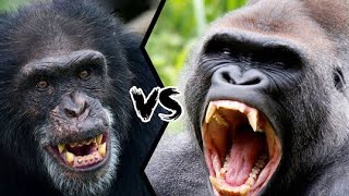 CHIMPANZEE VS GORILLA  Which ape will win in a fight [upl. by Ahsenahs]