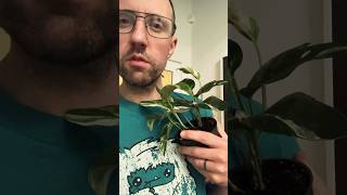 I bought an Epipremnum Pinnatum Variegata Albo rareplants houseplants [upl. by Janice]