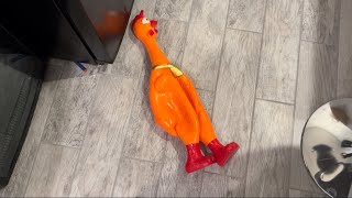 Giant orange rubber chicken screaming part 2 [upl. by Tabatha728]