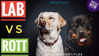 Labrador vs Rottweiler comparison  Malayalam  Animal Factory [upl. by Nalorac]