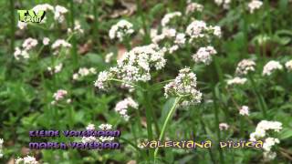 Kleine Valeriaan  Marsh Valerian  Valeriana dioica [upl. by Mabel]