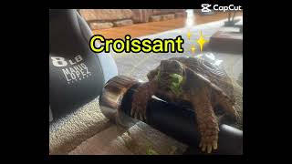 Two tortoises fight over how to pronounce C R O I S S A N T [upl. by Yelha]