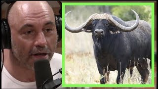 Joe Rogan  African Buffalo are FEROCIOUS [upl. by Annayrb]