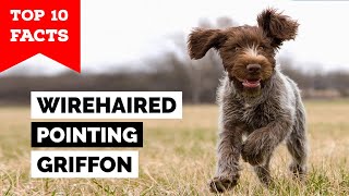 Wirehaired Pointing Griffon  Top 10 Facts [upl. by Hurlbut]